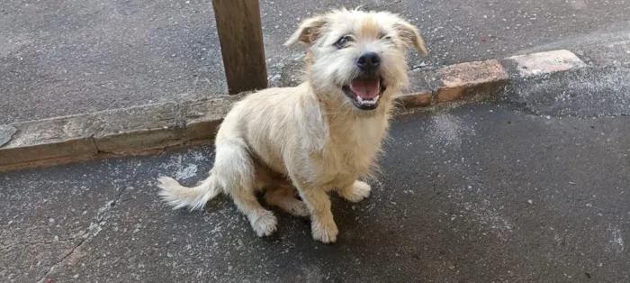 Cachorro raça SRD-ViraLata idade 1 ano nome Jorge
