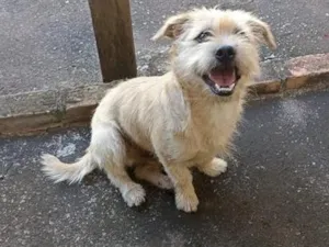 Cachorro raça SRD-ViraLata idade 1 ano nome Jorge