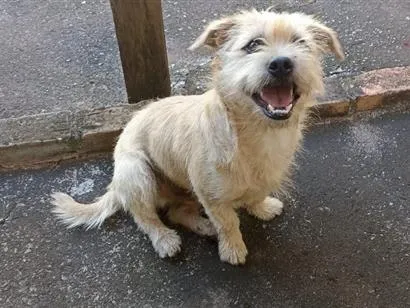 Cachorro raça SRD-ViraLata idade 1 ano nome Jorge