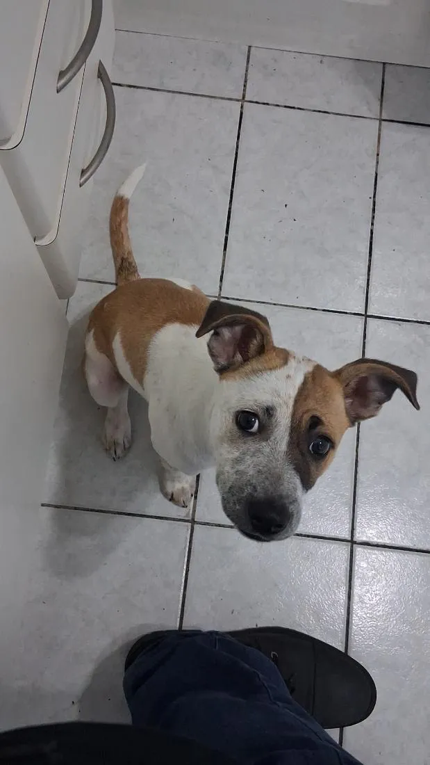 Cachorro raça SRD-ViraLata idade 2 a 6 meses nome Malia