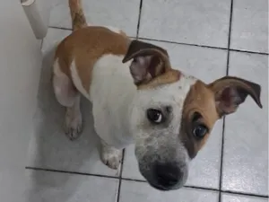 Cachorro raça SRD-ViraLata idade 2 a 6 meses nome Malia
