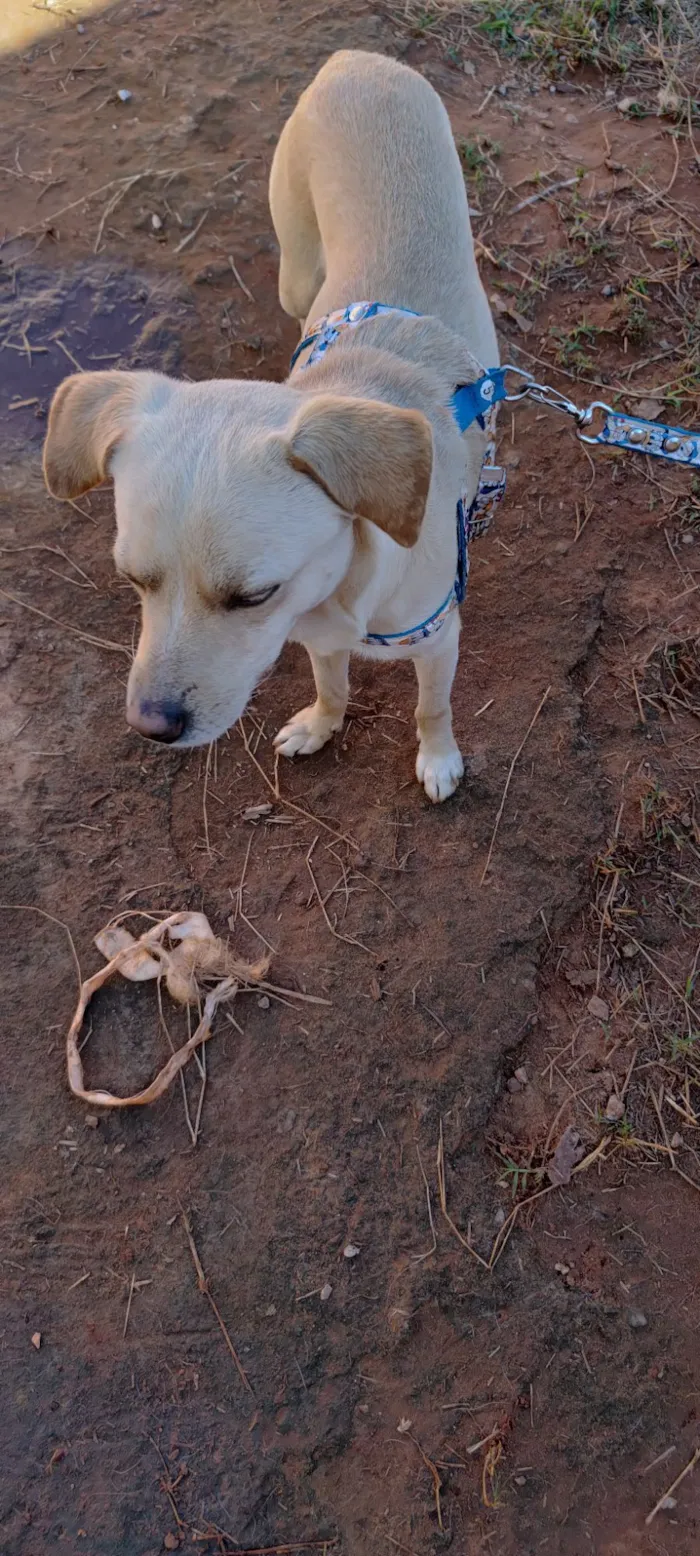 Cachorro raça SRD-ViraLata idade 2 anos nome Zeus