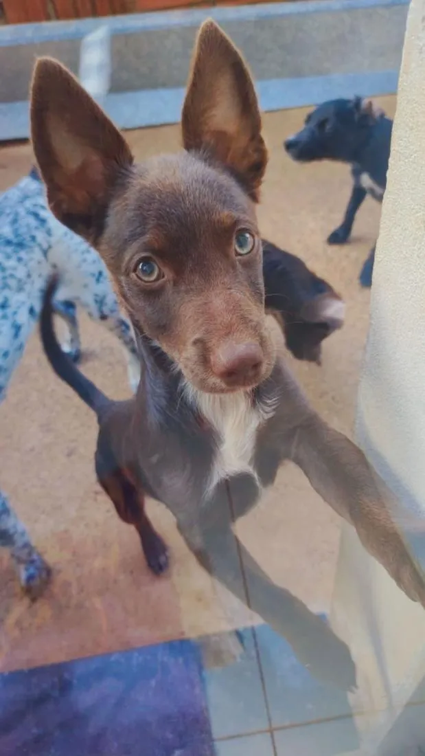 Cachorro raça SRD-ViraLata idade 2 anos nome mancho