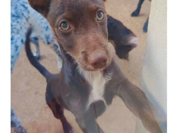 Cachorro raça SRD-ViraLata idade 2 anos nome mancho