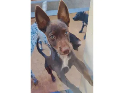 Cachorro raça SRD-ViraLata idade 2 anos nome mancho