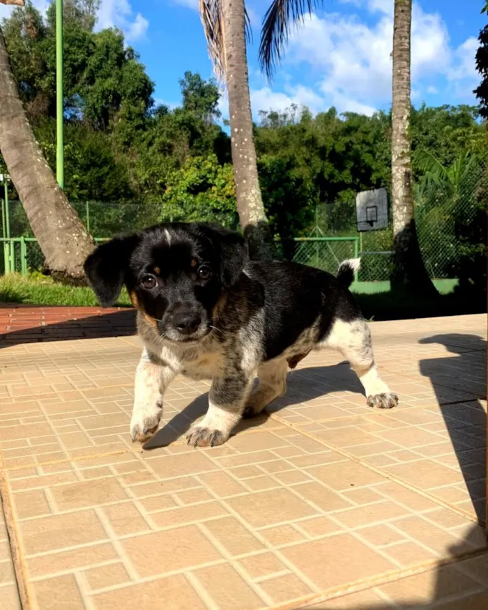 Cachorro raça SRD-ViraLata idade 2 a 6 meses nome Filhote