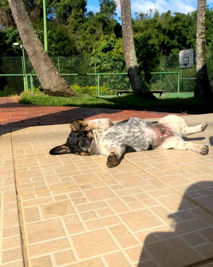 Cachorro raça SRD-ViraLata idade 2 a 6 meses nome Filhote