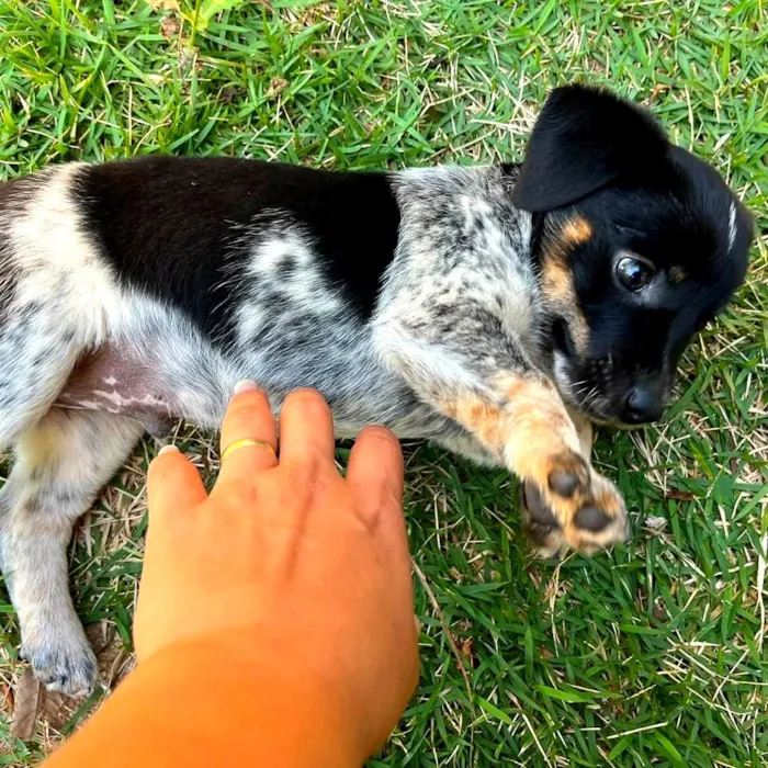 Cachorro raça SRD-ViraLata idade 2 a 6 meses nome Filhote
