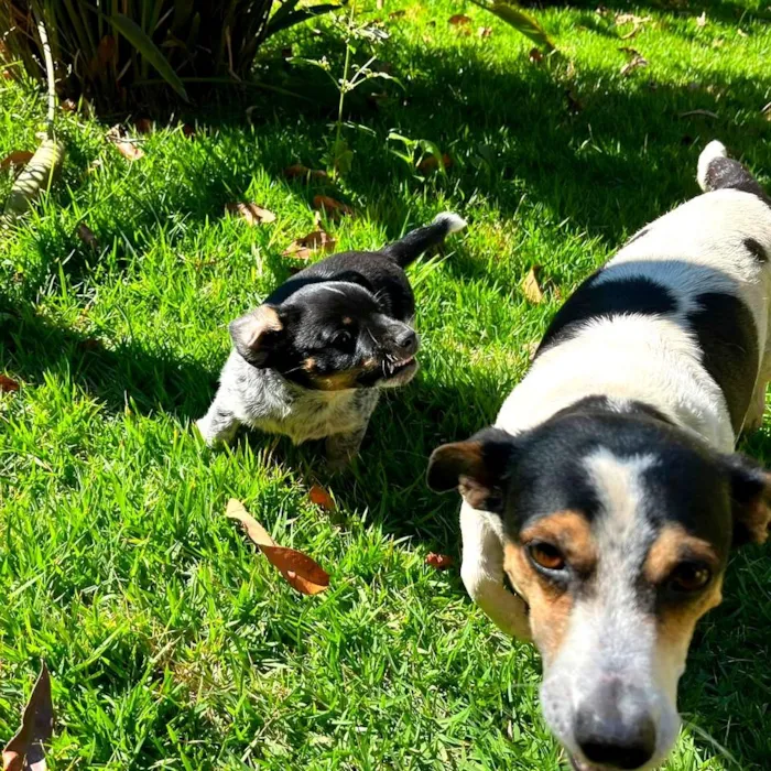 Cachorro raça SRD-ViraLata idade 2 a 6 meses nome Filhote
