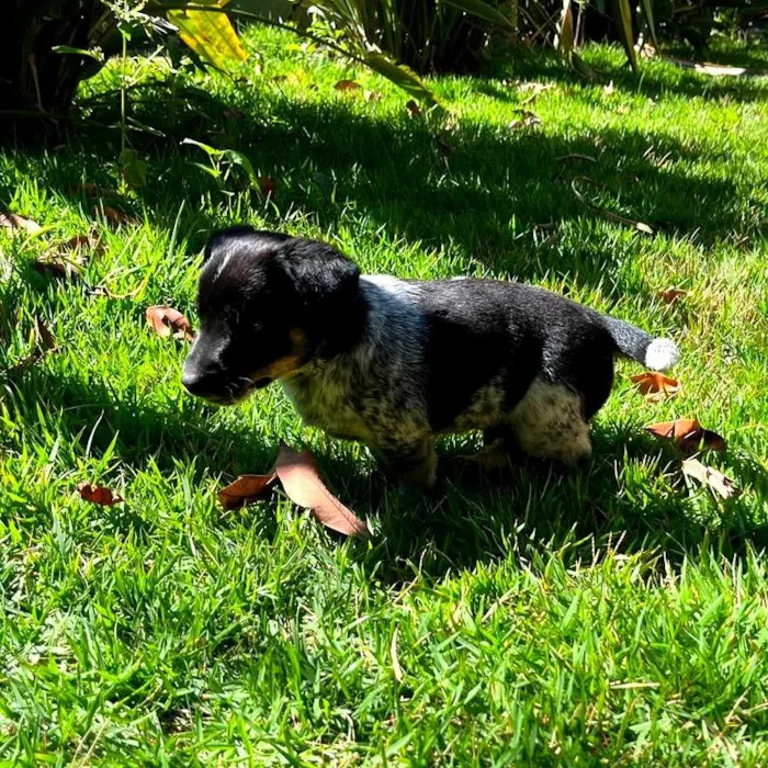 Cachorro raça SRD-ViraLata idade 2 a 6 meses nome Filhote