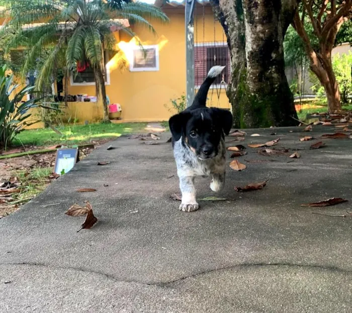 Cachorro raça SRD-ViraLata idade 2 a 6 meses nome Filhote