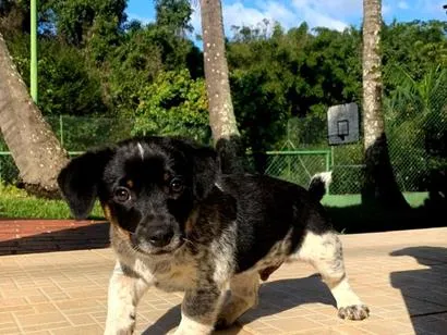 Cachorro raça SRD-ViraLata idade 2 a 6 meses nome Filhote