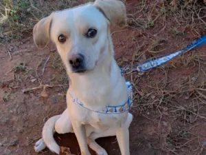 Cachorro raça SRD-ViraLata idade 2 anos nome Zeus