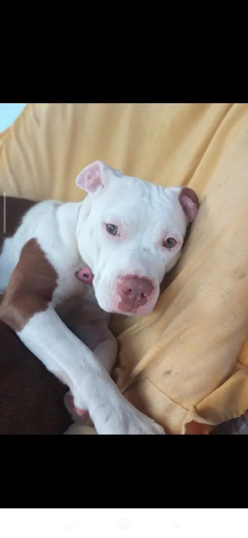 Cachorro raça Pit-Bull idade 4 anos nome Luna & Lara