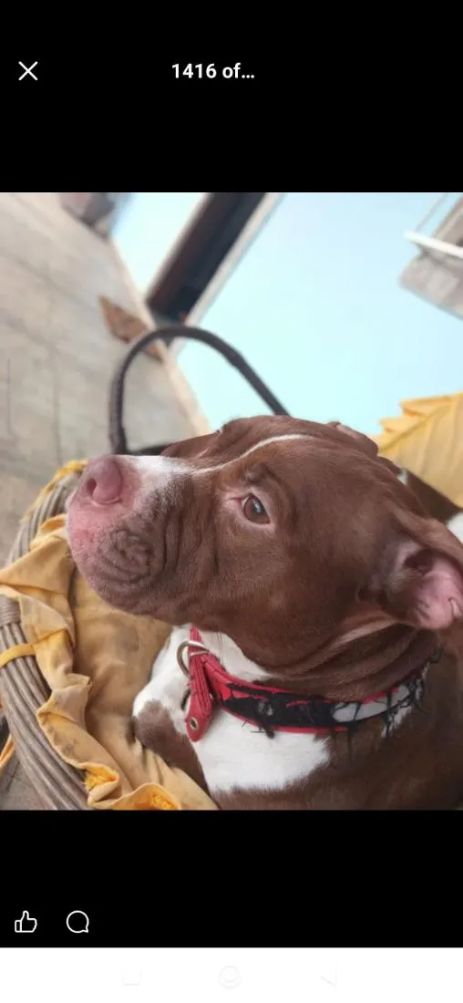 Cachorro raça Pit-Bull idade 4 anos nome Luna & Lara