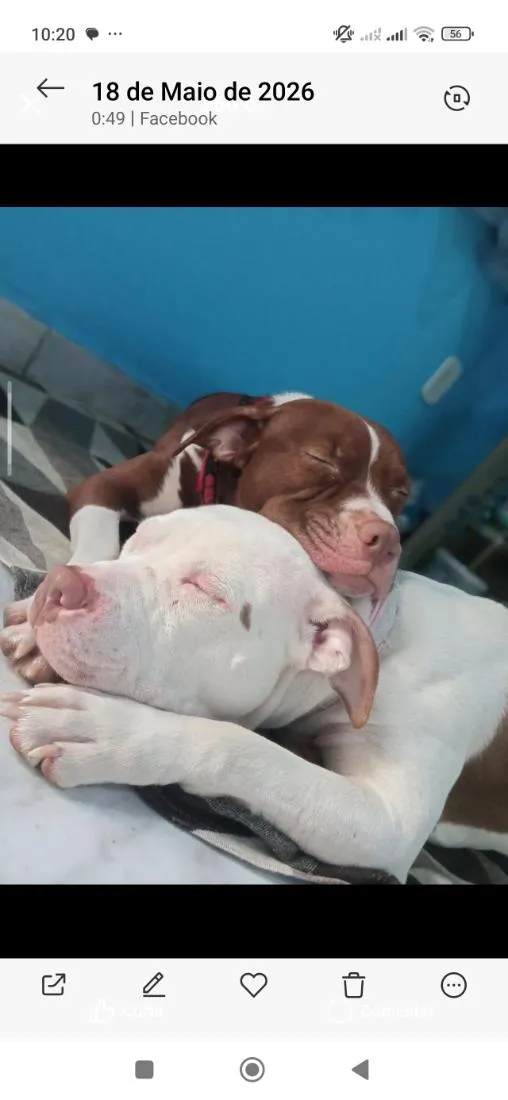 Cachorro raça Pit-Bull idade 4 anos nome Luna & Lara