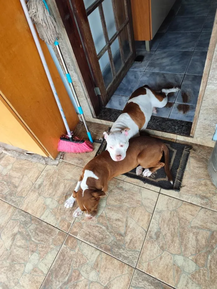 Cachorro raça Pit-Bull idade 4 anos nome Luna & Lara