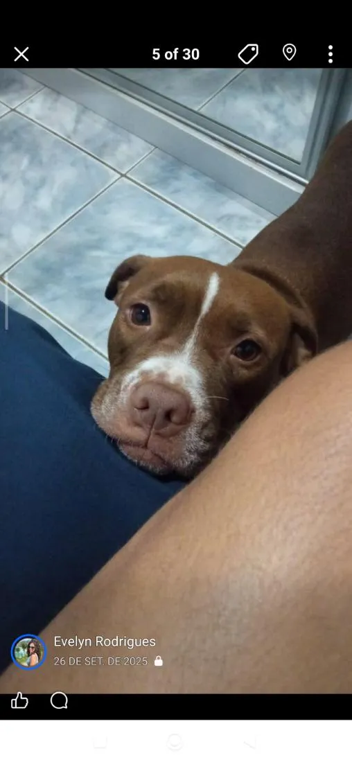 Cachorro raça Pit-Bull idade 4 anos nome Luna & Lara
