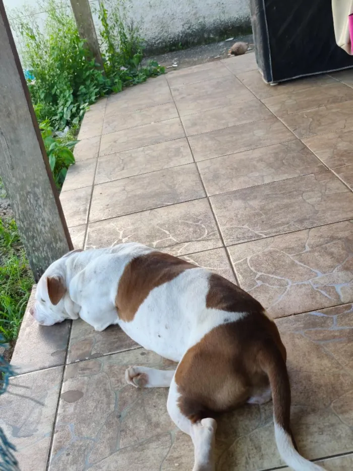 Cachorro raça Pit-Bull idade 4 anos nome Luna & Lara