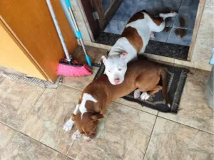 Cachorro raça Pit-Bull idade 4 anos nome Luna & Lara