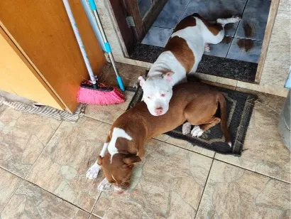Cachorro raça Pit-Bull idade 4 anos nome Luna & Lara