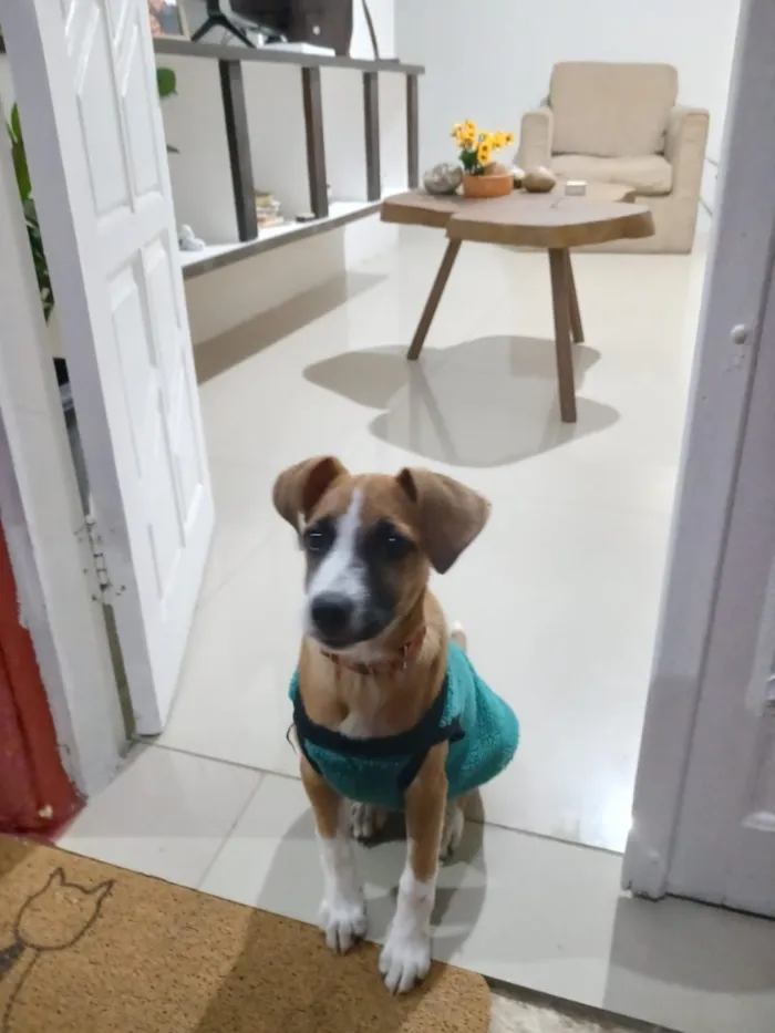 Cachorro raça SRD-ViraLata idade 2 a 6 meses nome Pipoca