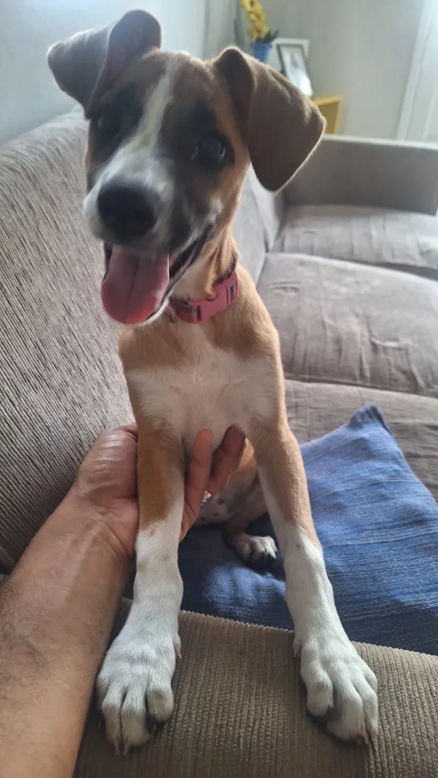 Cachorro raça SRD-ViraLata idade 2 a 6 meses nome Pipoca