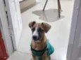 Pipoca