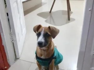 Cachorro raça SRD-ViraLata idade 2 a 6 meses nome Pipoca