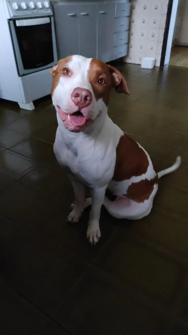 Cachorro raça Pit-Bull idade 2 anos nome Athena