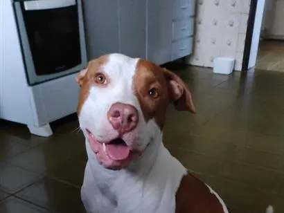 Cachorro raça Pit-Bull idade 2 anos nome Athena