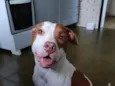 Athena