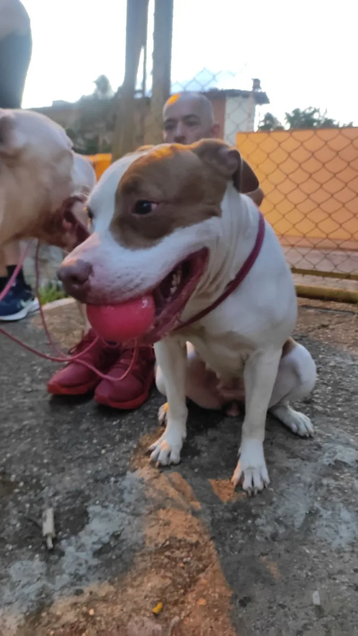 Cachorro raça Pit-Bull idade 2 anos nome Athena