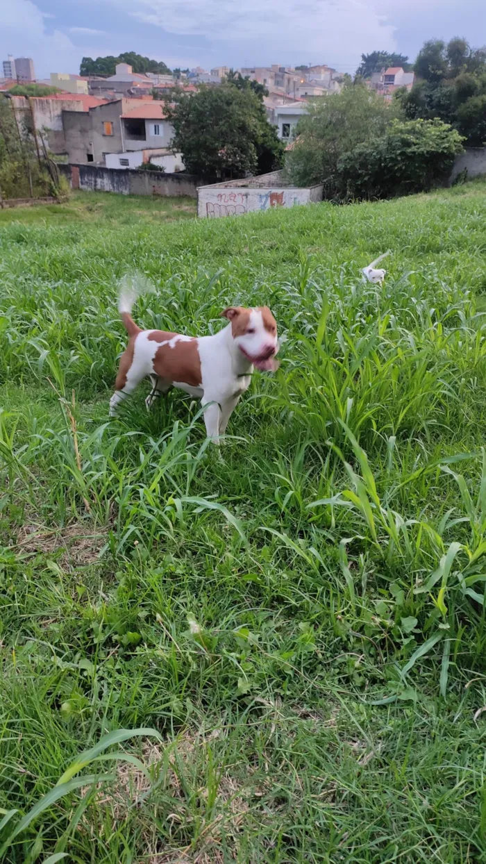 Cachorro raça Pit-Bull idade 2 anos nome Athena