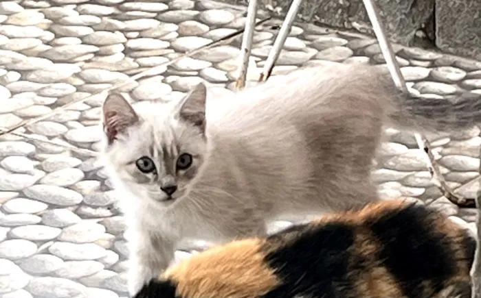 Gato raça SRD-ViraLata idade 2 a 6 meses nome Mel