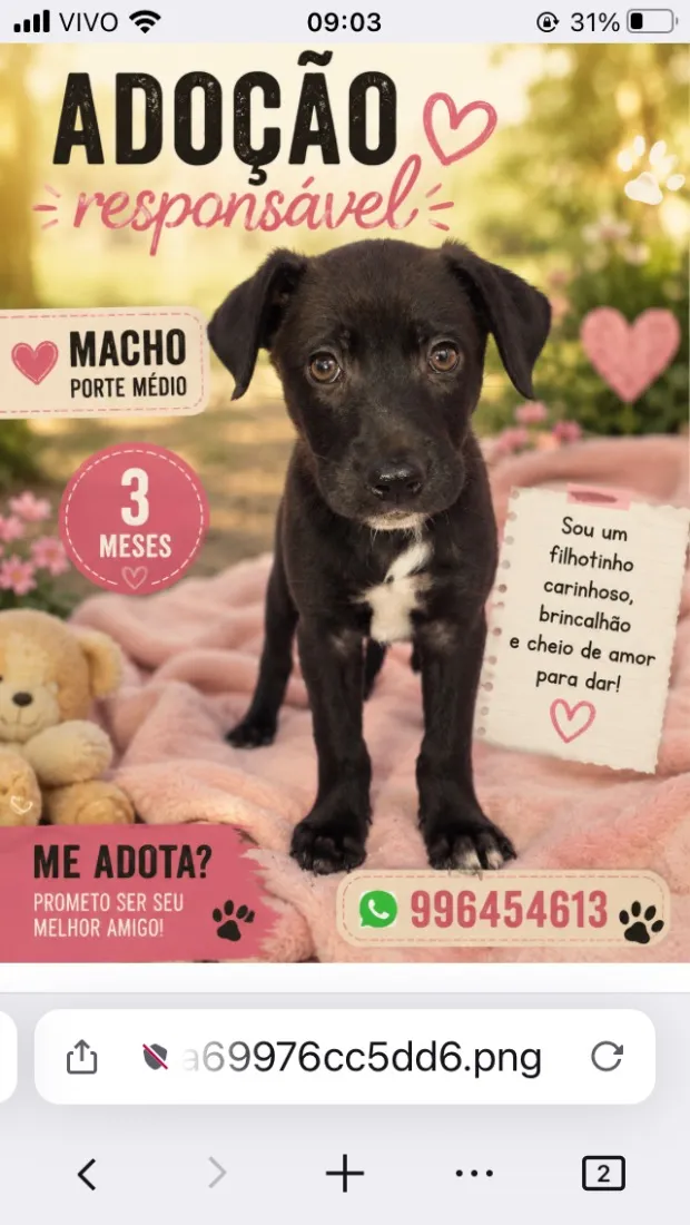 Cachorro raça Pit-Bull idade 2 a 6 meses nome Filhotes