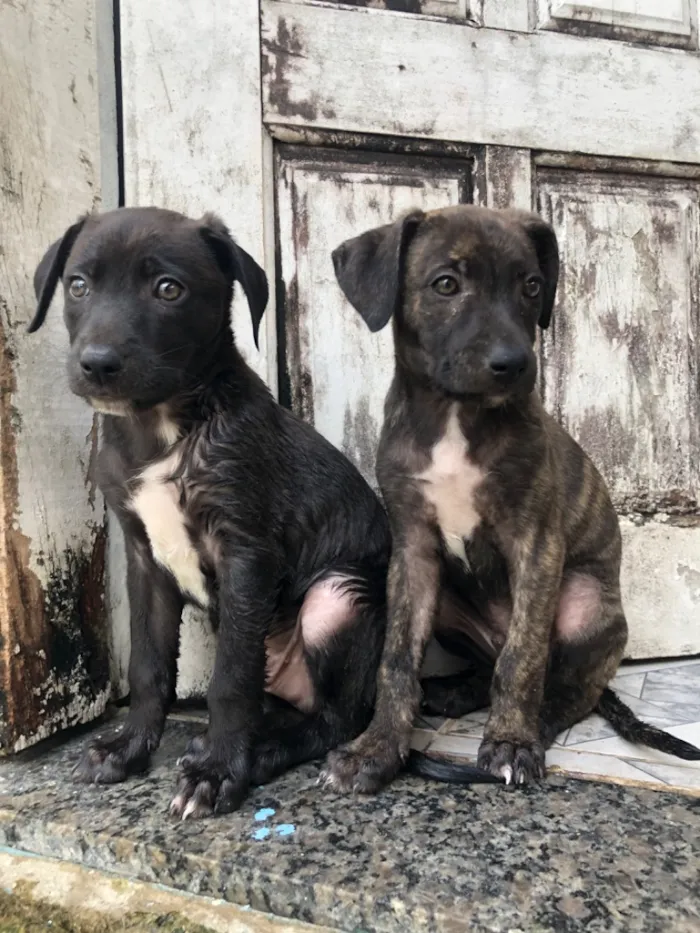 Cachorro raça Pit-Bull idade 2 a 6 meses nome Filhotes