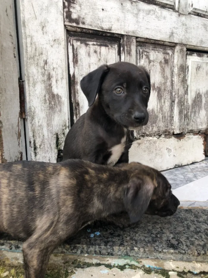 Cachorro raça Pit-Bull idade 2 a 6 meses nome Filhotes