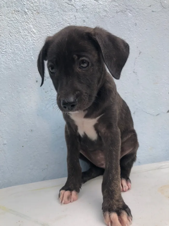 Cachorro raça Pit-Bull idade 2 a 6 meses nome Filhotes