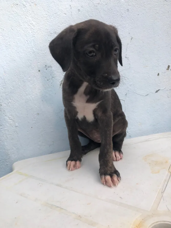Cachorro raça Pit-Bull idade 2 a 6 meses nome Filhotes