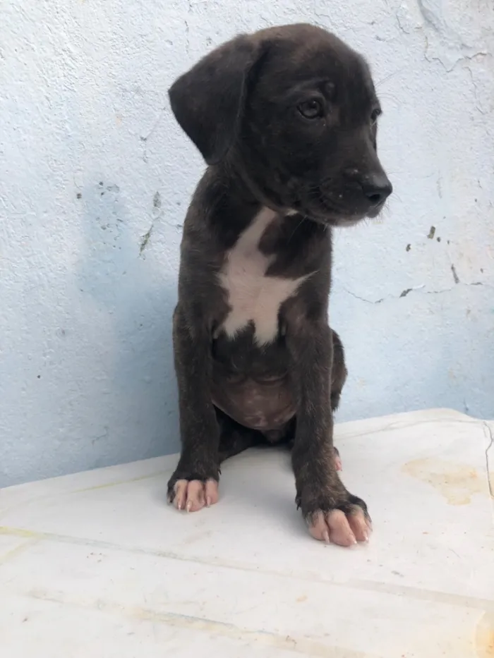 Cachorro raça Pit-Bull idade 2 a 6 meses nome Filhotes