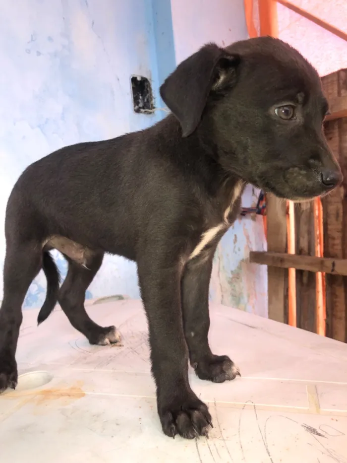Cachorro raça Pit-Bull idade 2 a 6 meses nome Filhotes