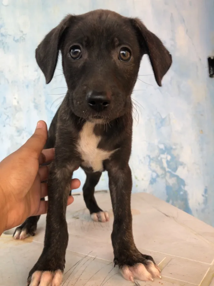 Cachorro raça Pit-Bull idade 2 a 6 meses nome Filhotes