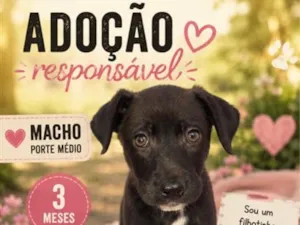 Cachorro raça Pit-Bull idade 2 a 6 meses nome Filhotes