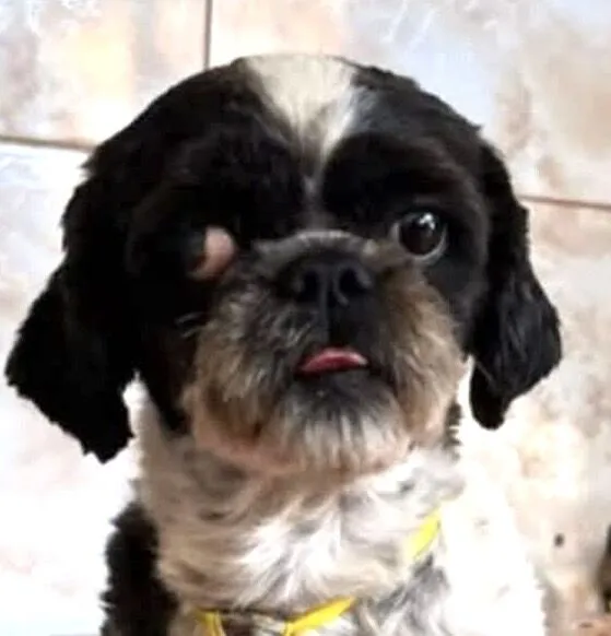 Cachorro raça Shitzu idade 1 ano nome Boris 