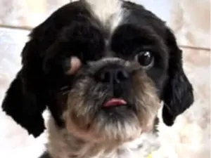Cachorro raça Shitzu idade 1 ano nome Boris 