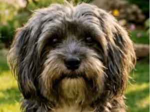 Cachorro raça Shitzu idade 1 ano nome Olavo 