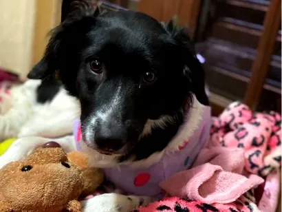 Cachorro raça SRD-ViraLata idade 1 ano nome Meg