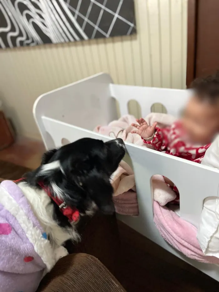 Cachorro raça SRD-ViraLata idade 1 ano nome Meg