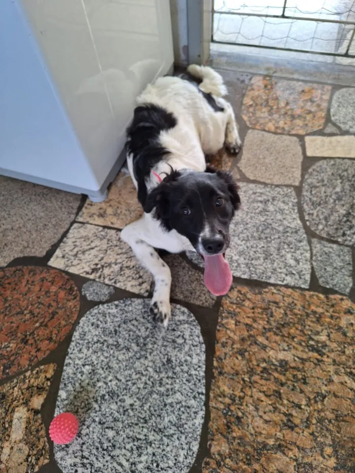 Cachorro raça SRD-ViraLata idade 1 ano nome Meg